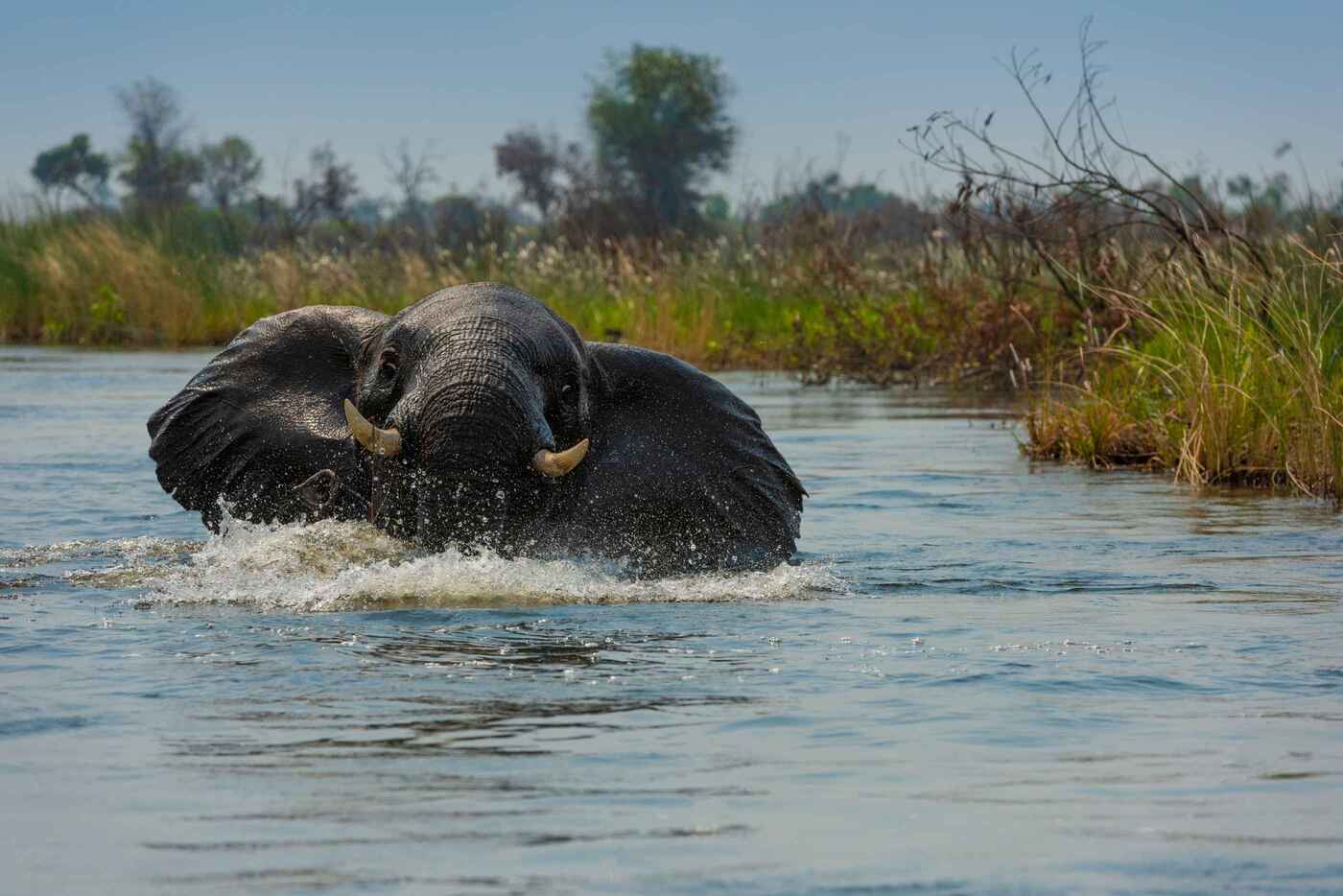 bathing-elephant-okavango-delta(1)