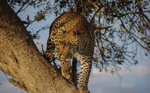 African Overland Tours Masai Mara