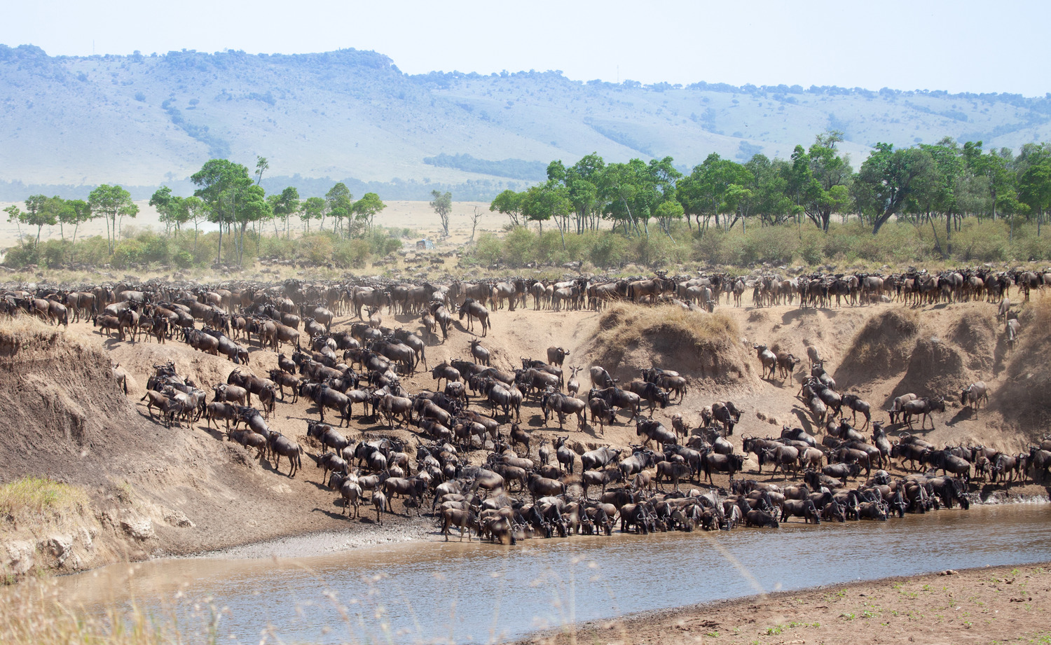 Some of the Great Migration herd crossing the Mara River