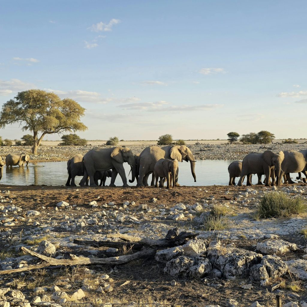 Elephants in Etosha Park