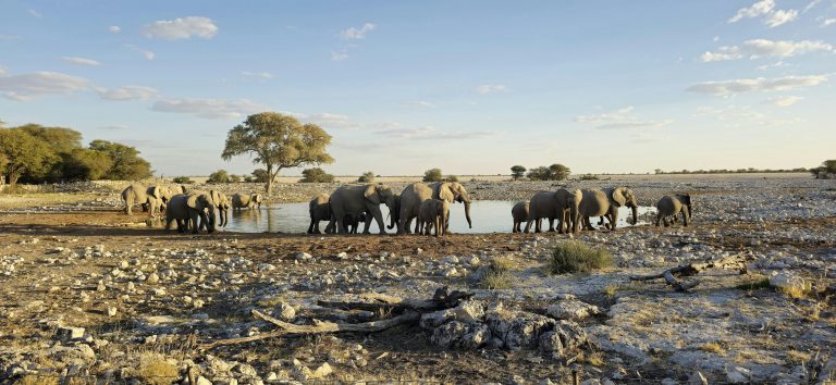 Etosha on a Budget: How to Experience Namibia’s Wildlife Without Breaking the Bank