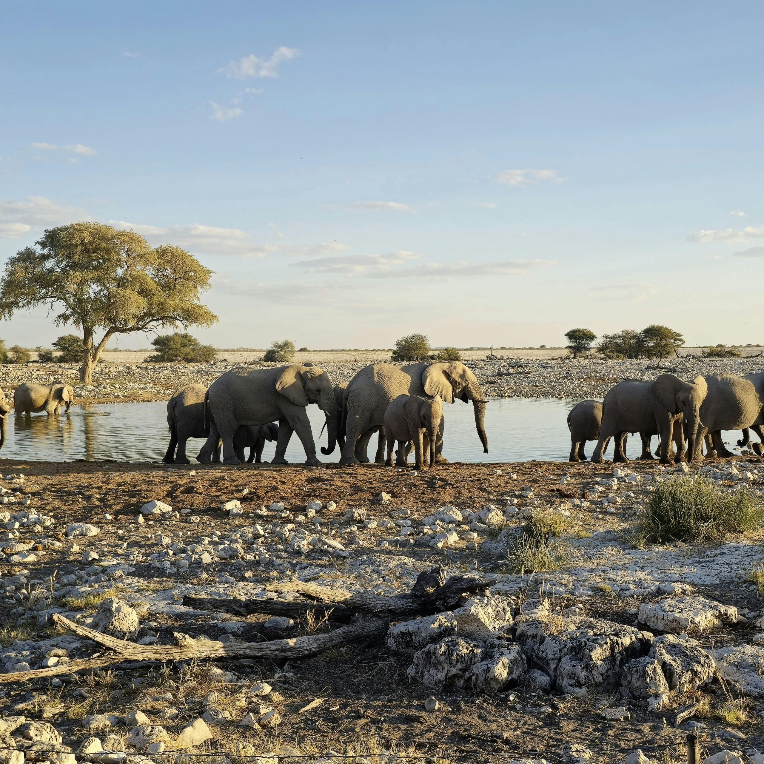 Etosha on a Budget: How to Experience Namibia’s Wildlife Without Breaking the Bank