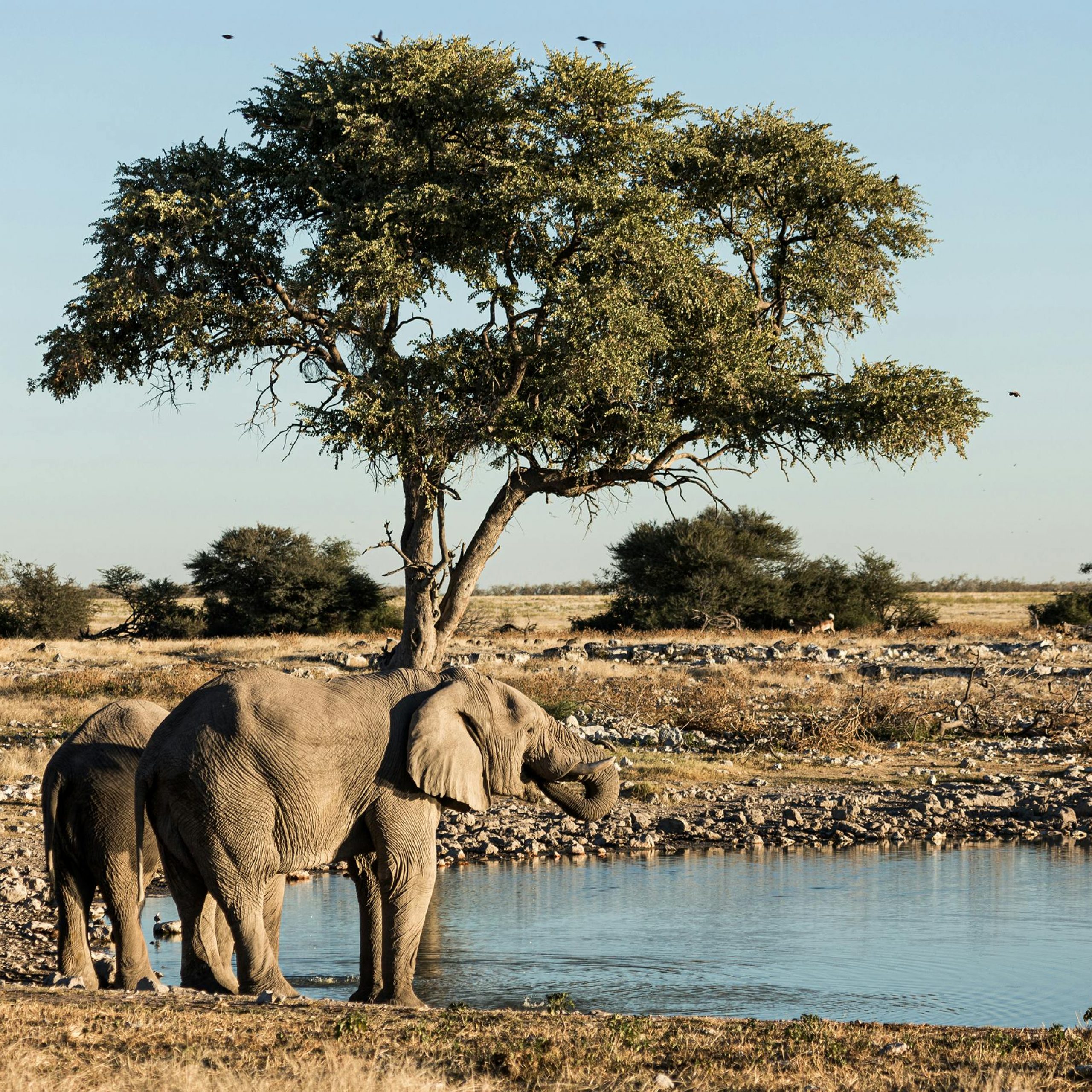 Etosha national park elephants