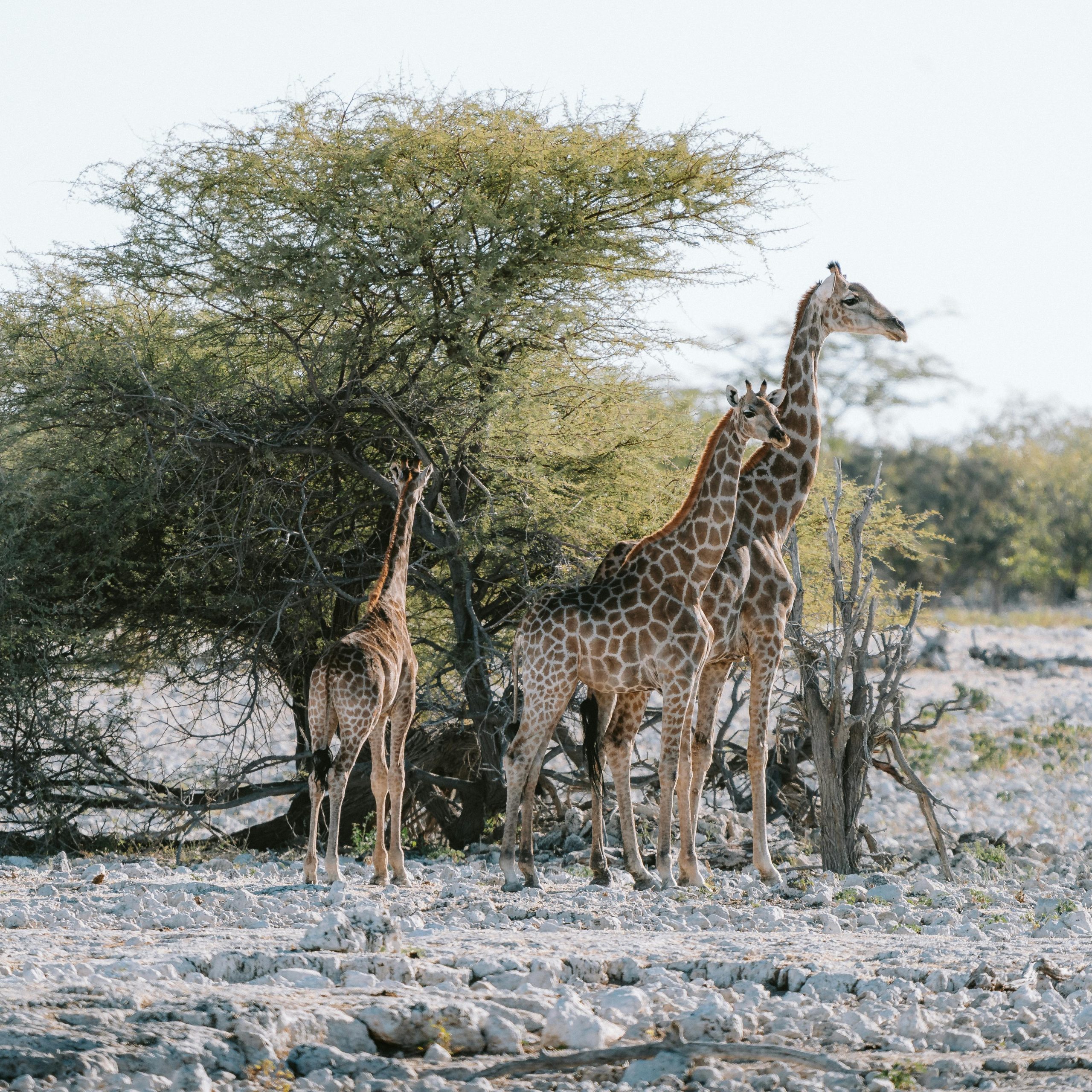 Giraffes in Etosha national park