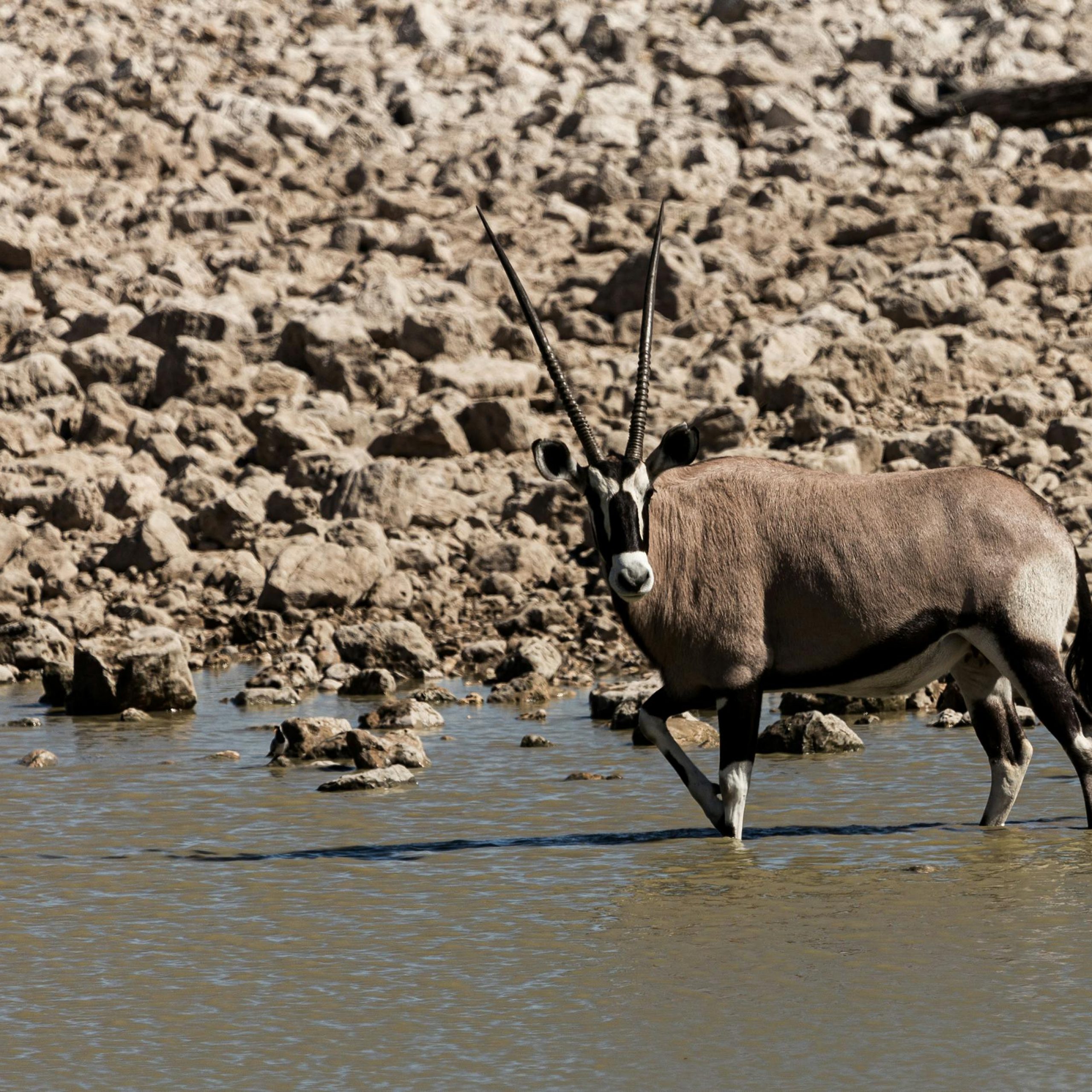 Oryx in Etosha National Park