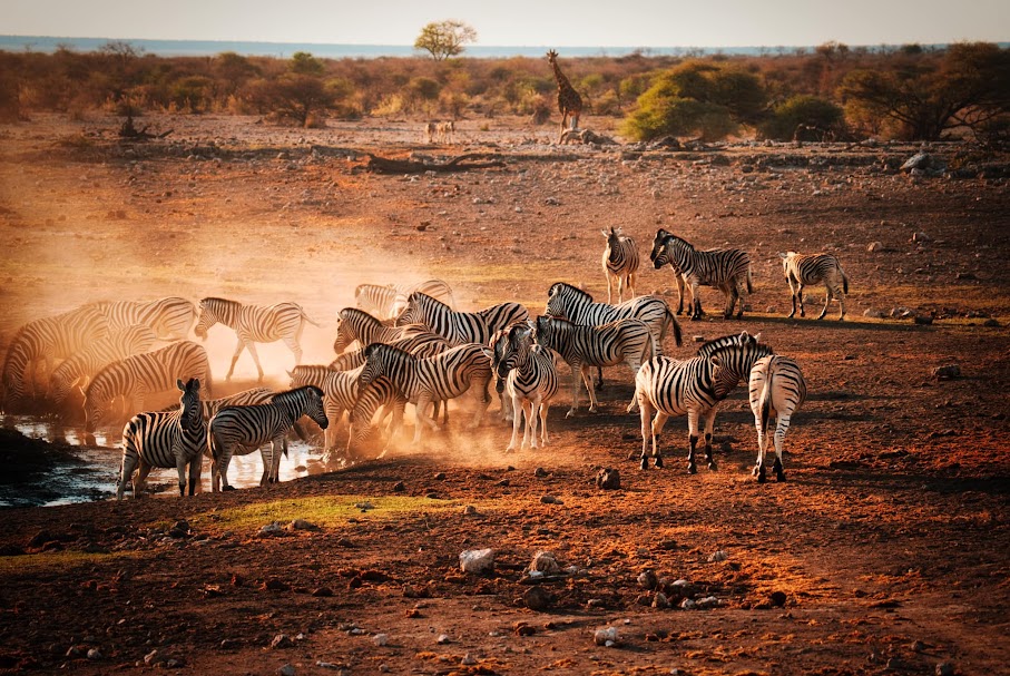 Zebras at watering hole