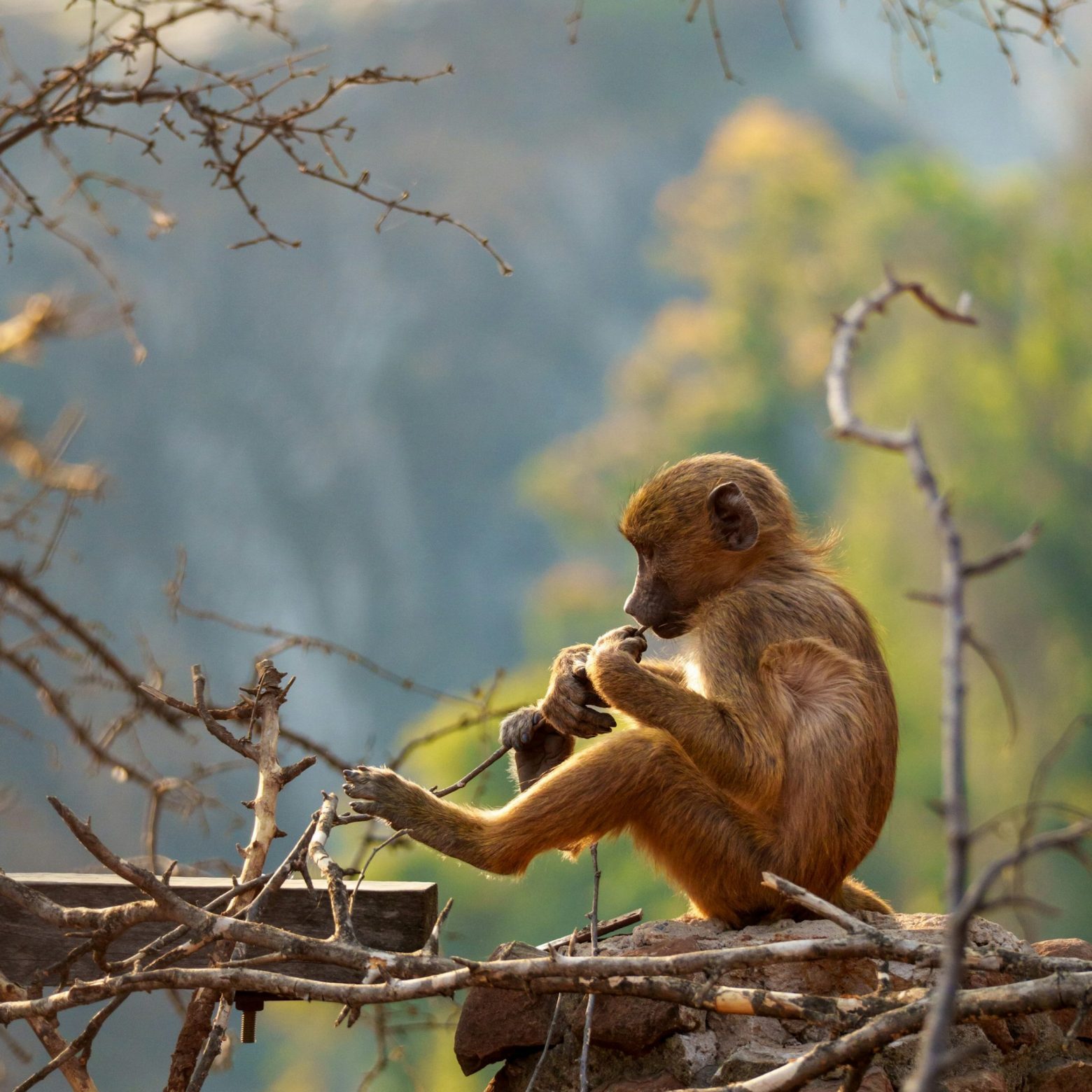 An infant monkey in the forest of Victoria Falls National Park