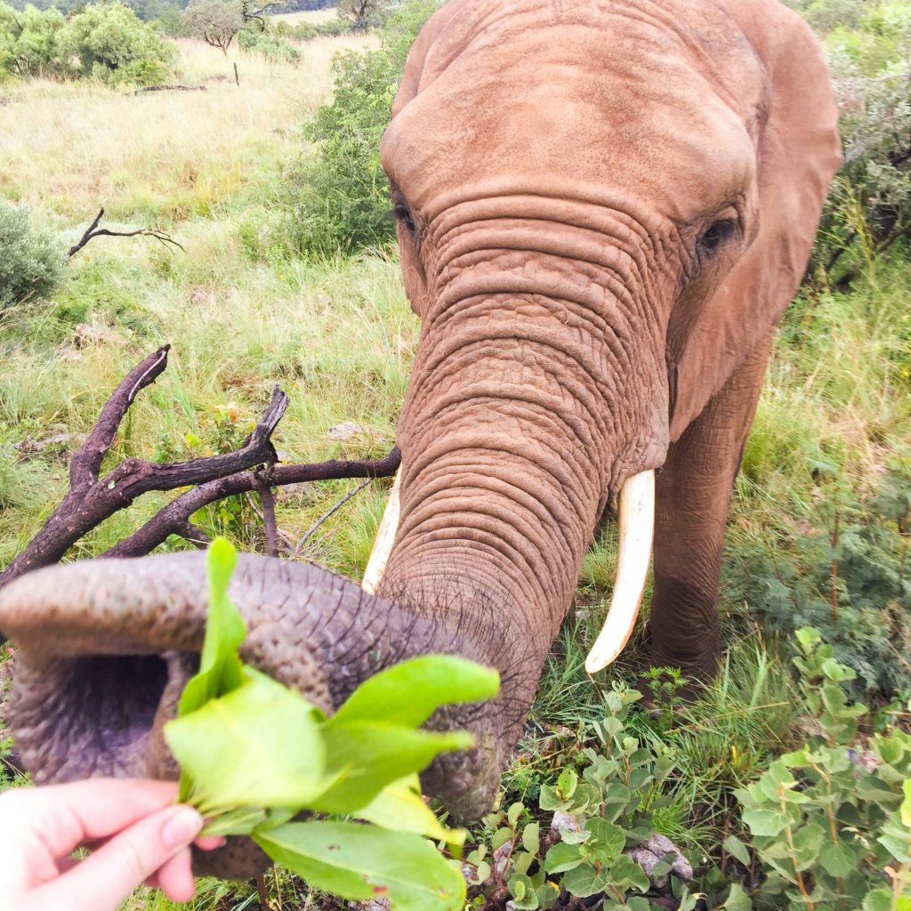 Women feeling an elephant at Hartbeespoort elephant sanctuary