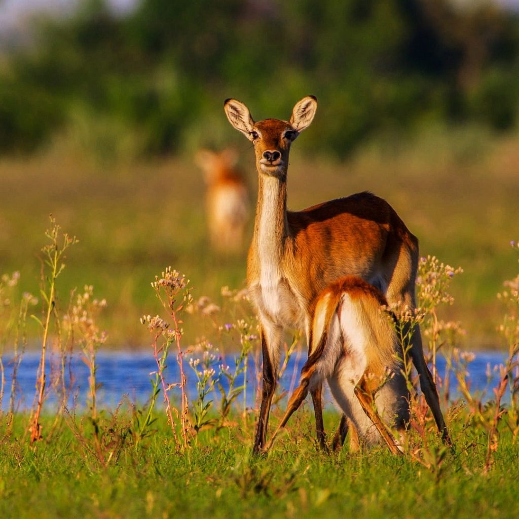 Antelope and calf in tall grass by waterway in OKavango Delta