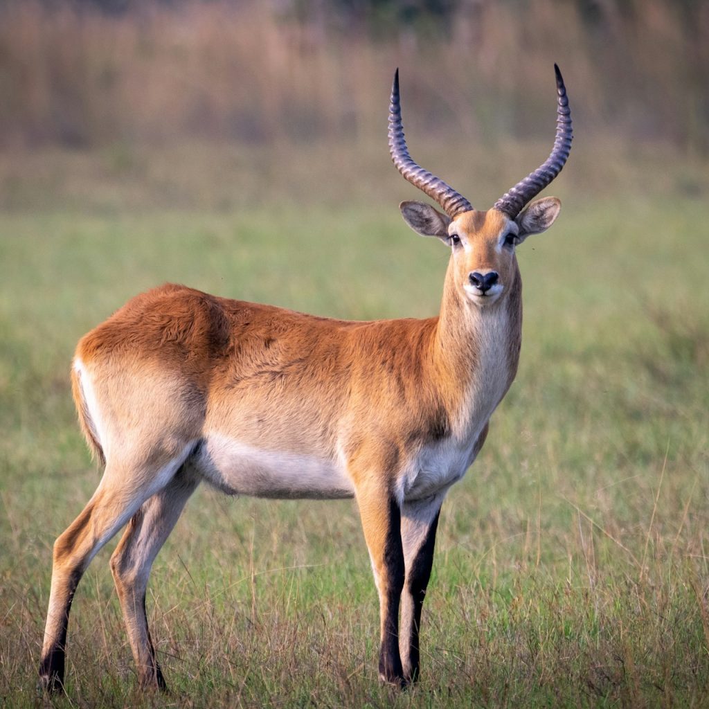 Antelope in Okavango Delta, looking at camera
