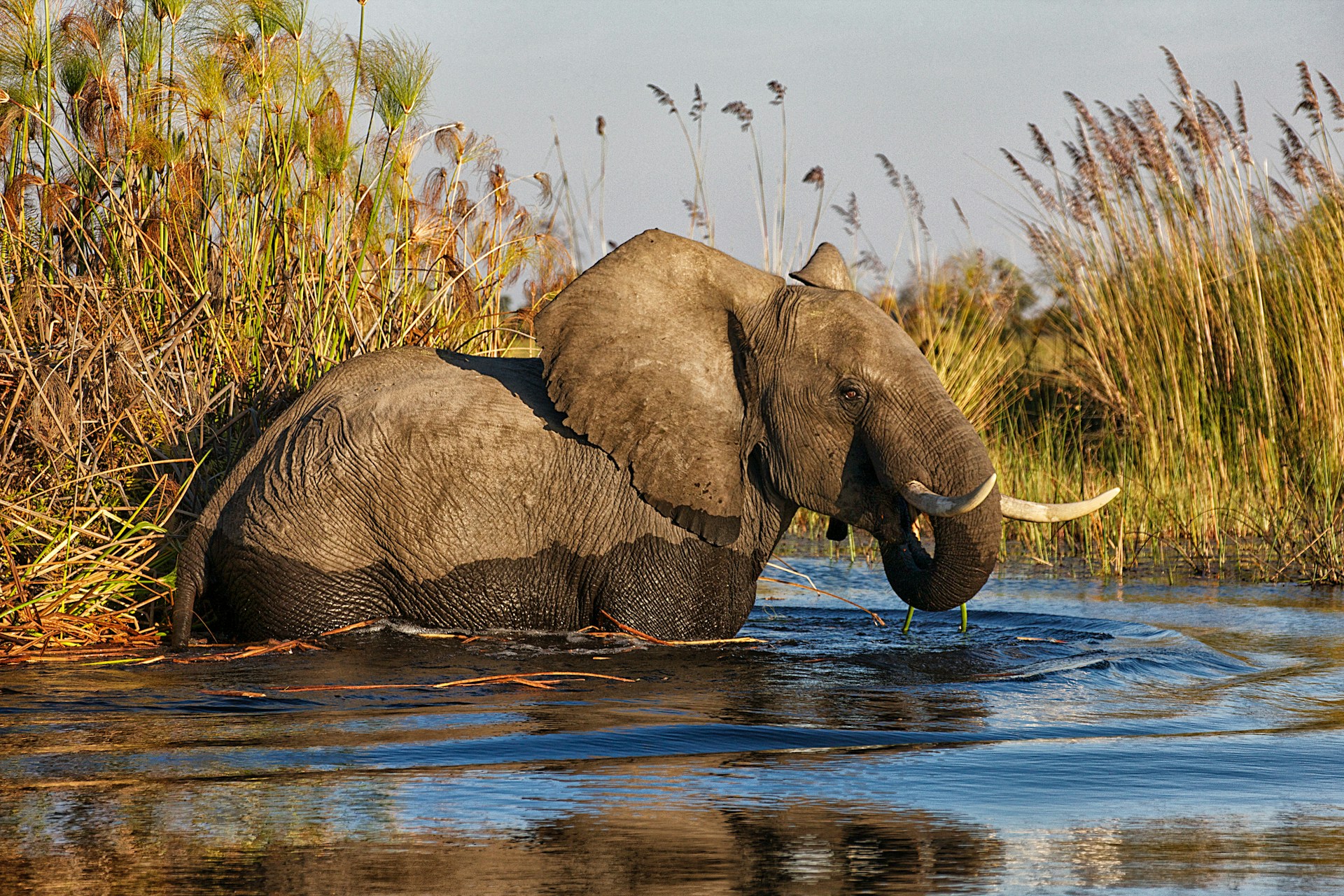Elephant in water in Okavango Delta, guide