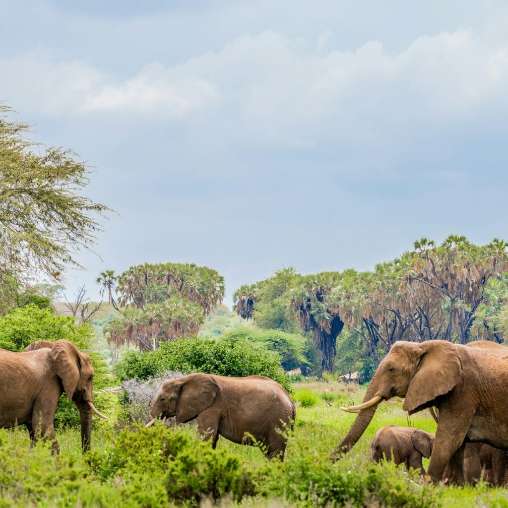 Elephants in green season in Samburu National Reserve, Samburu, Kenya