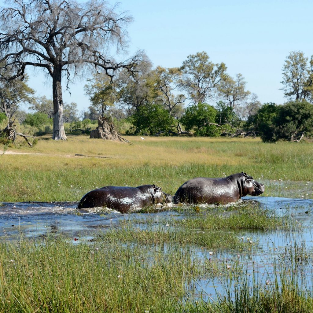 Hippo crossing water in the Okavango Delta, Botswana