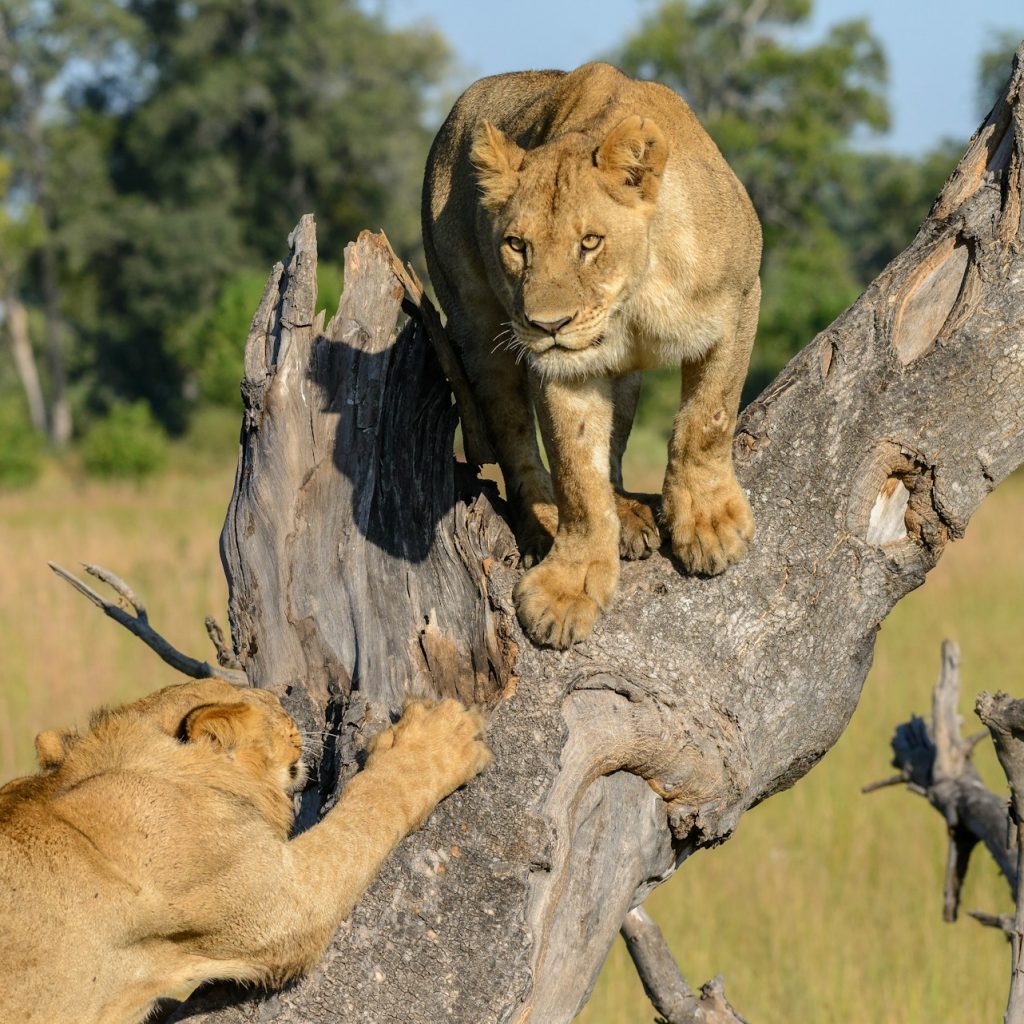 Two lions by dead tree in Okavango Delta, Botswana