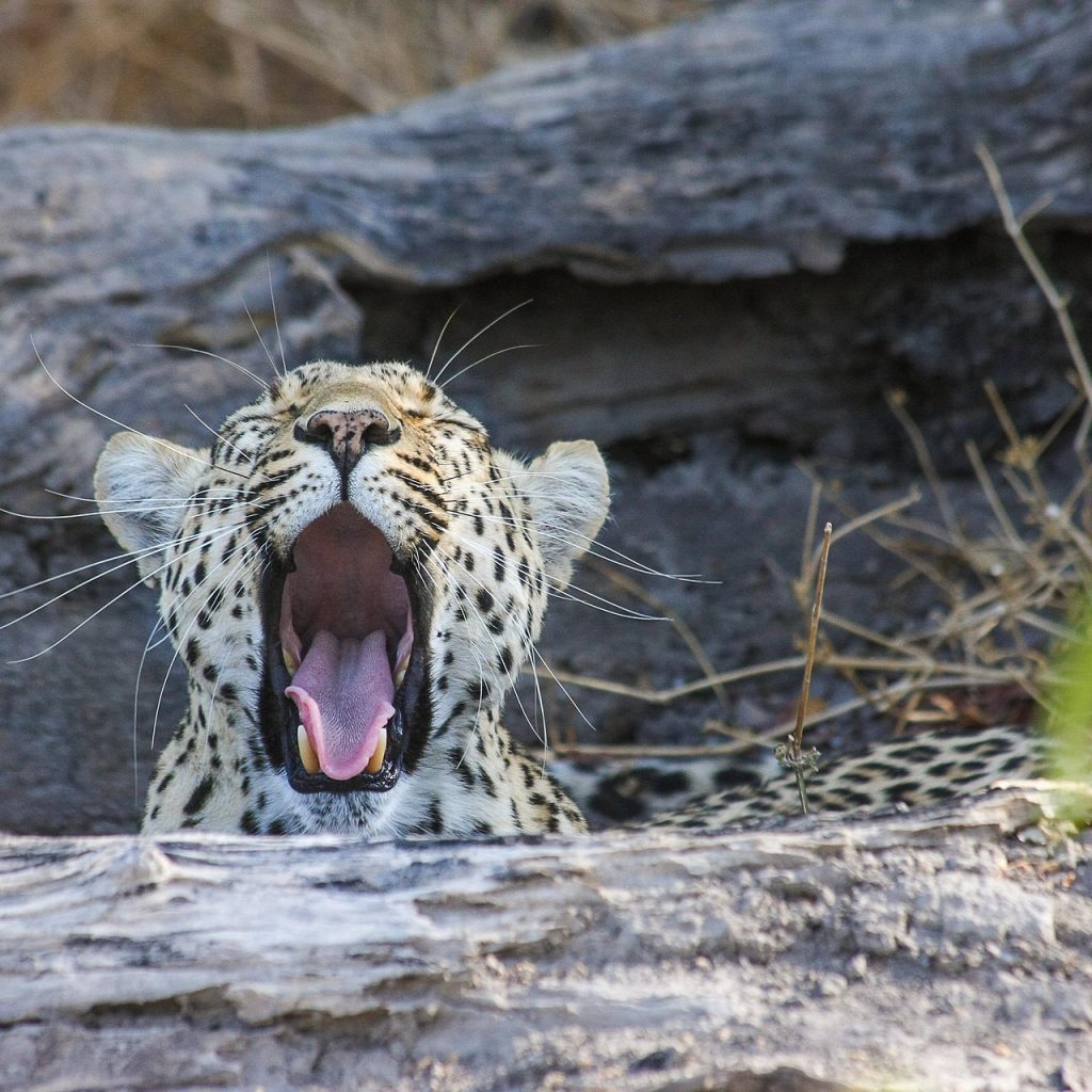 Yawning young leopard behind a fallen tree trunk in Okavango Delta of Botswana