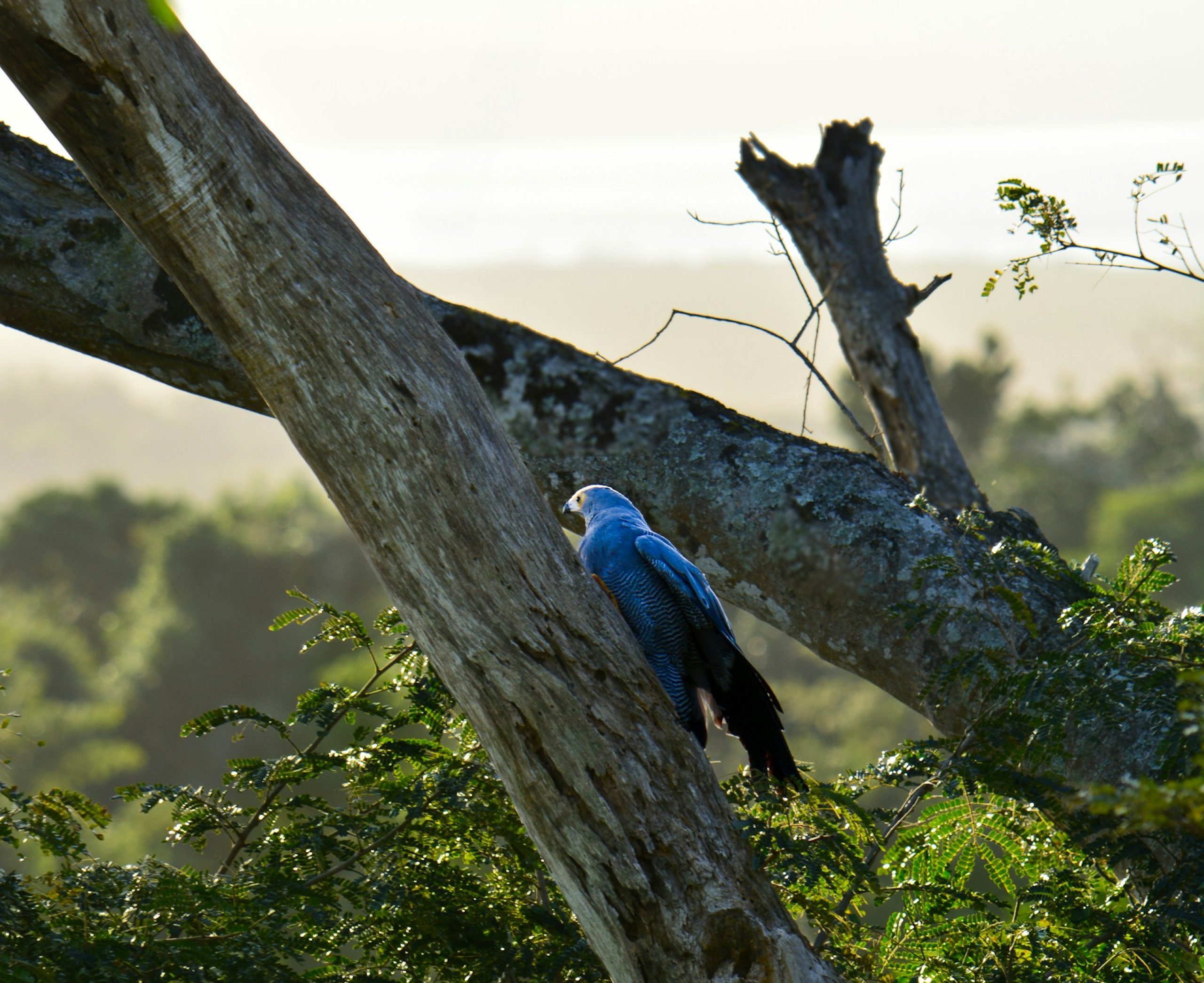 A bird resting in a tree and locating food in St Luicia, South Africa