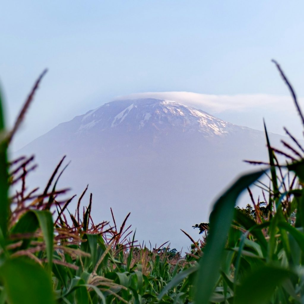 Kilimanjaro as seen through a maize field near Moshi, Tanzania