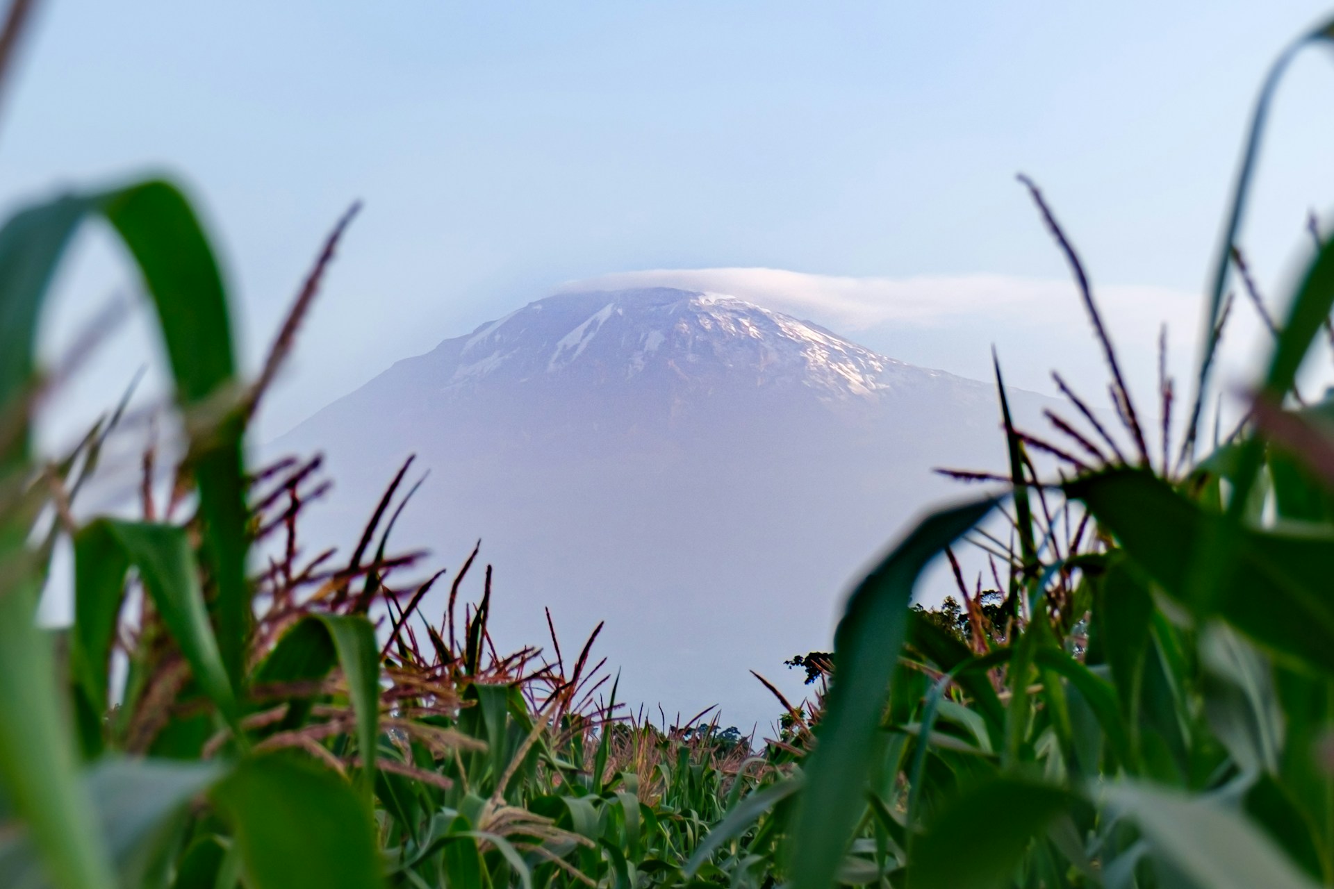 Kilimanjaro as seen through a maize field near Moshi, Tanzania