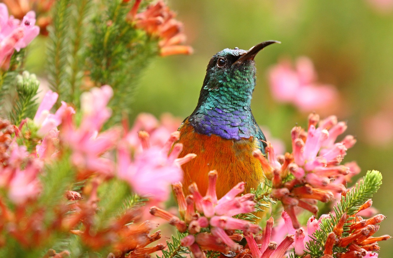 Orange-breasted sunbird, Protea