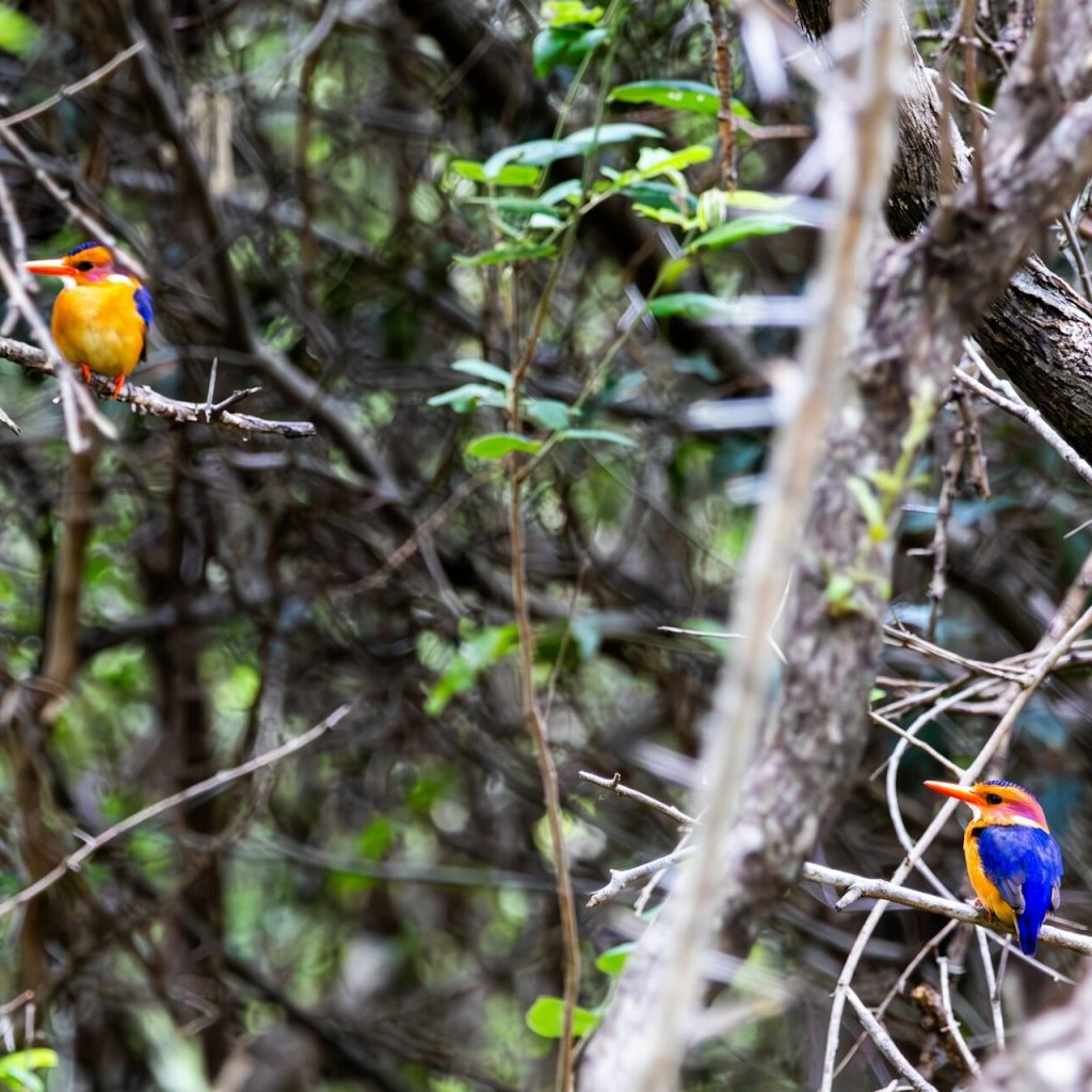 Two African pygmy kingfishers among the trees(1)