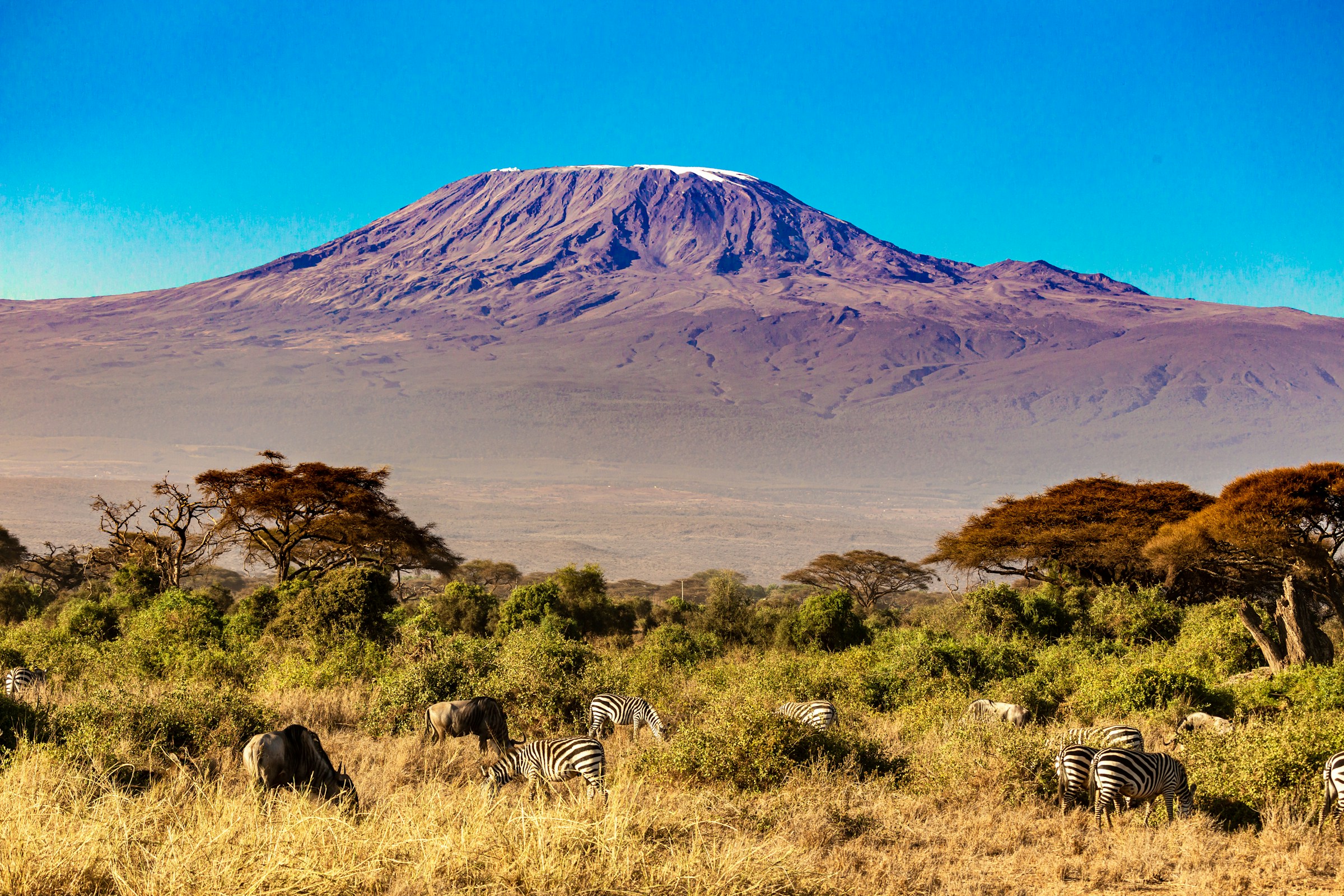 Zebras and other wildlife in foreground with Mount Kilimanjaro behind, Kenya and Tanzania