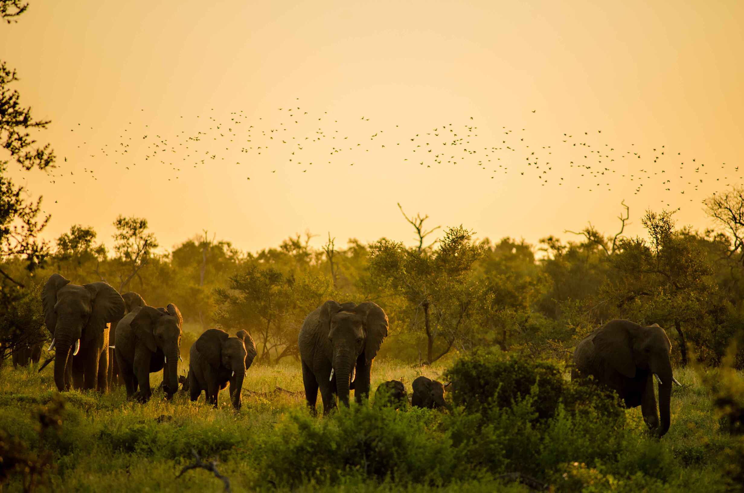 elephants-at-sunset-in-kruger-park(1)