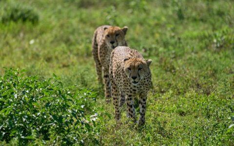 African Overland Tours Ngorongoro