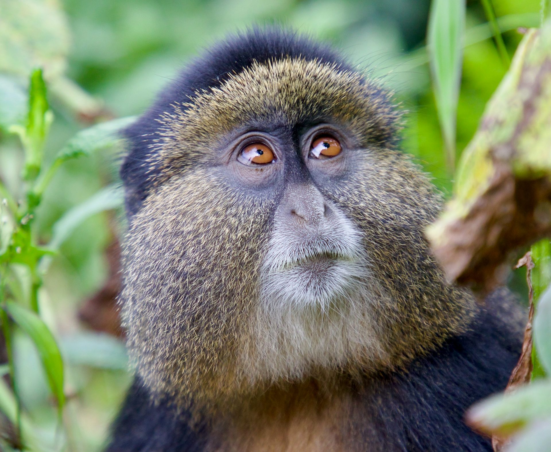Close-up profile shot of a golden monkey