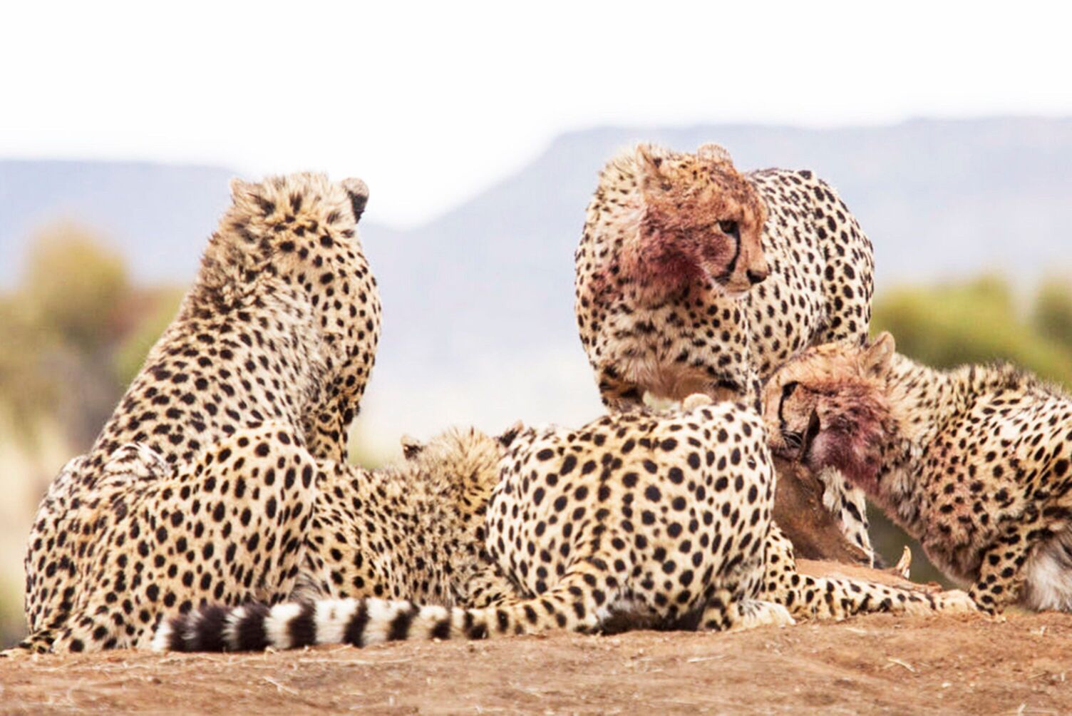 A coalition of cheetahs feasting on a kill
