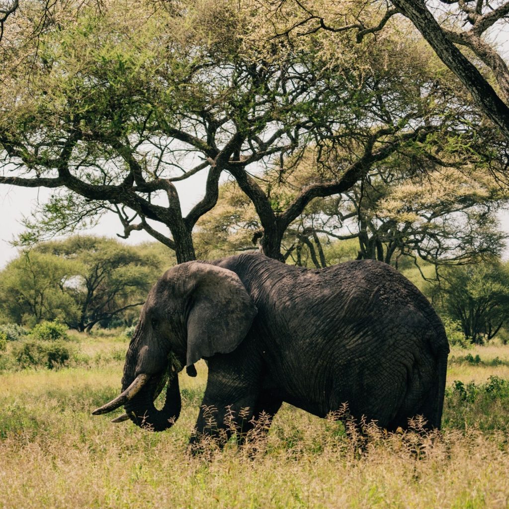 Elephant by trees in Tanzania(1)