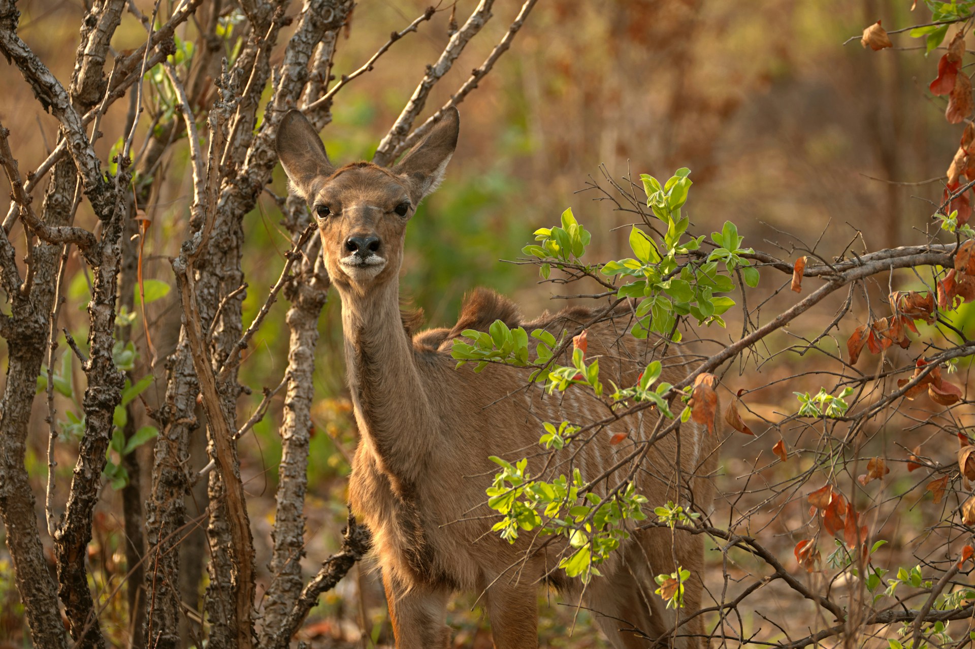 Greater kudu calf seen in Kafue, Zambia