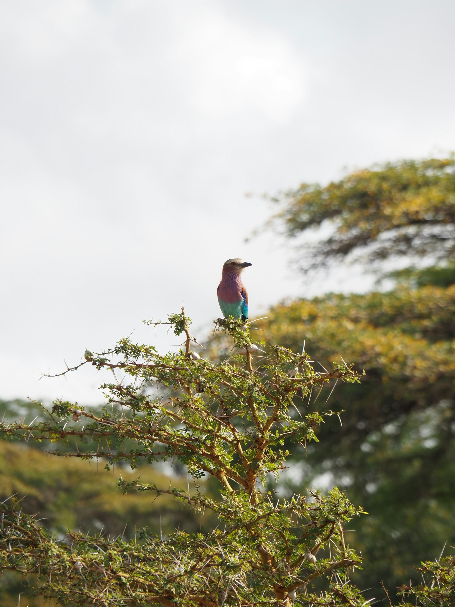Lilac-breasted roller atop an acacia in Nyerere NAtional Park, Tanzania