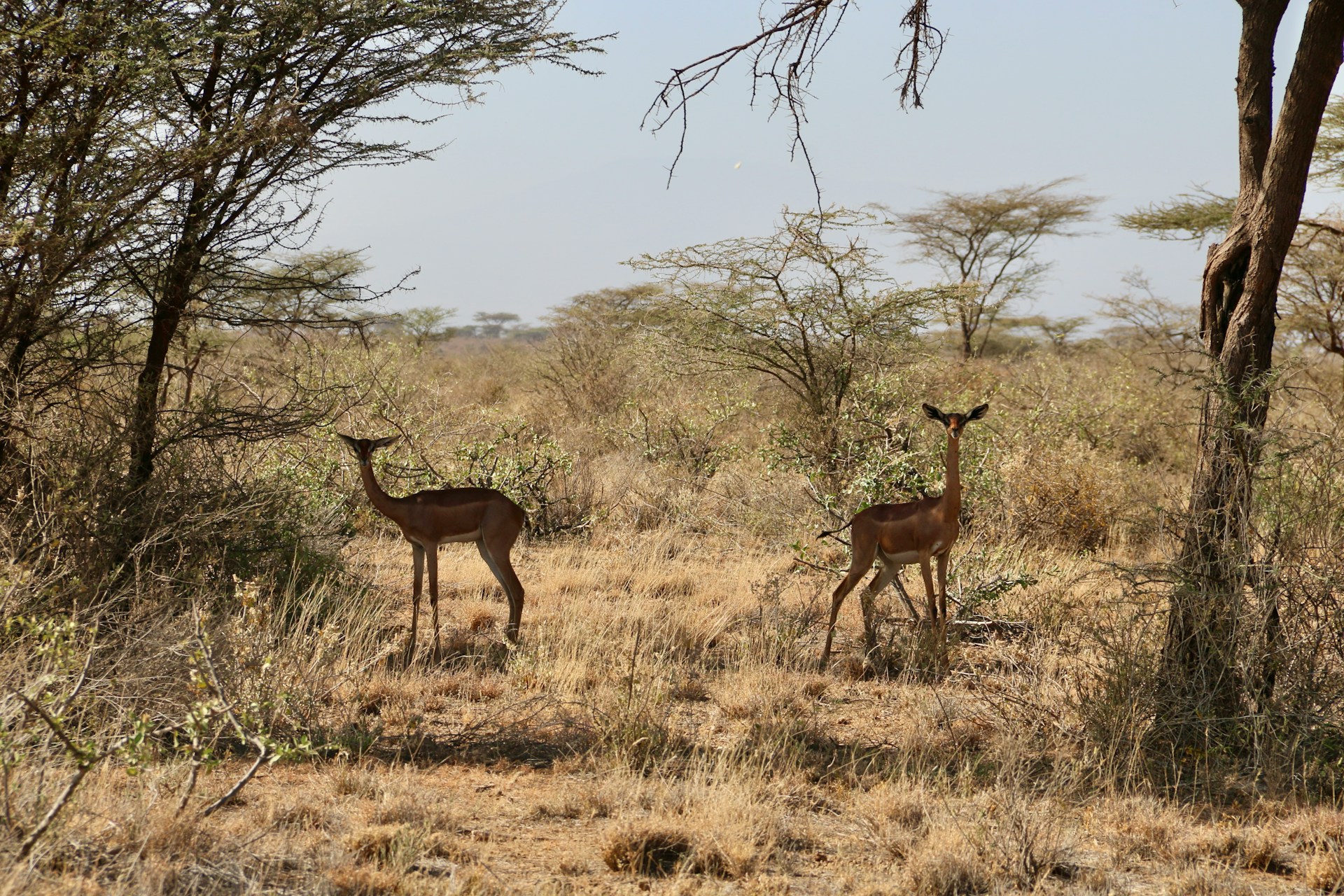 Two gerenuks in Samburu National Reserve in Kenya