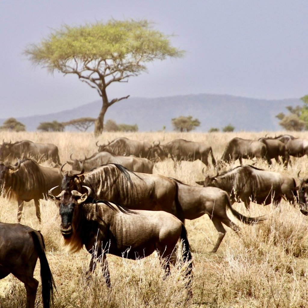 Wildebeests in Serengeti with lone acacia in background(1)