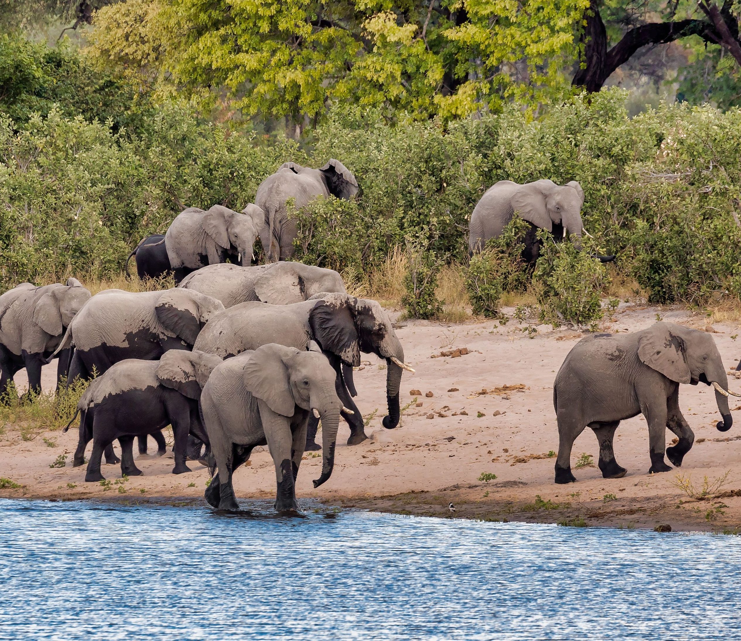 african-elephant-namibia-africa-safari-wildlife