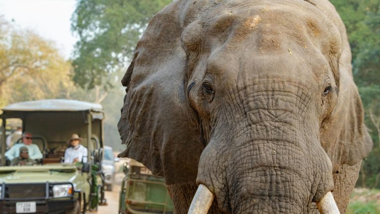 Group Travel vs Independent Travel in Africa: Which is Right for Your Adventure?