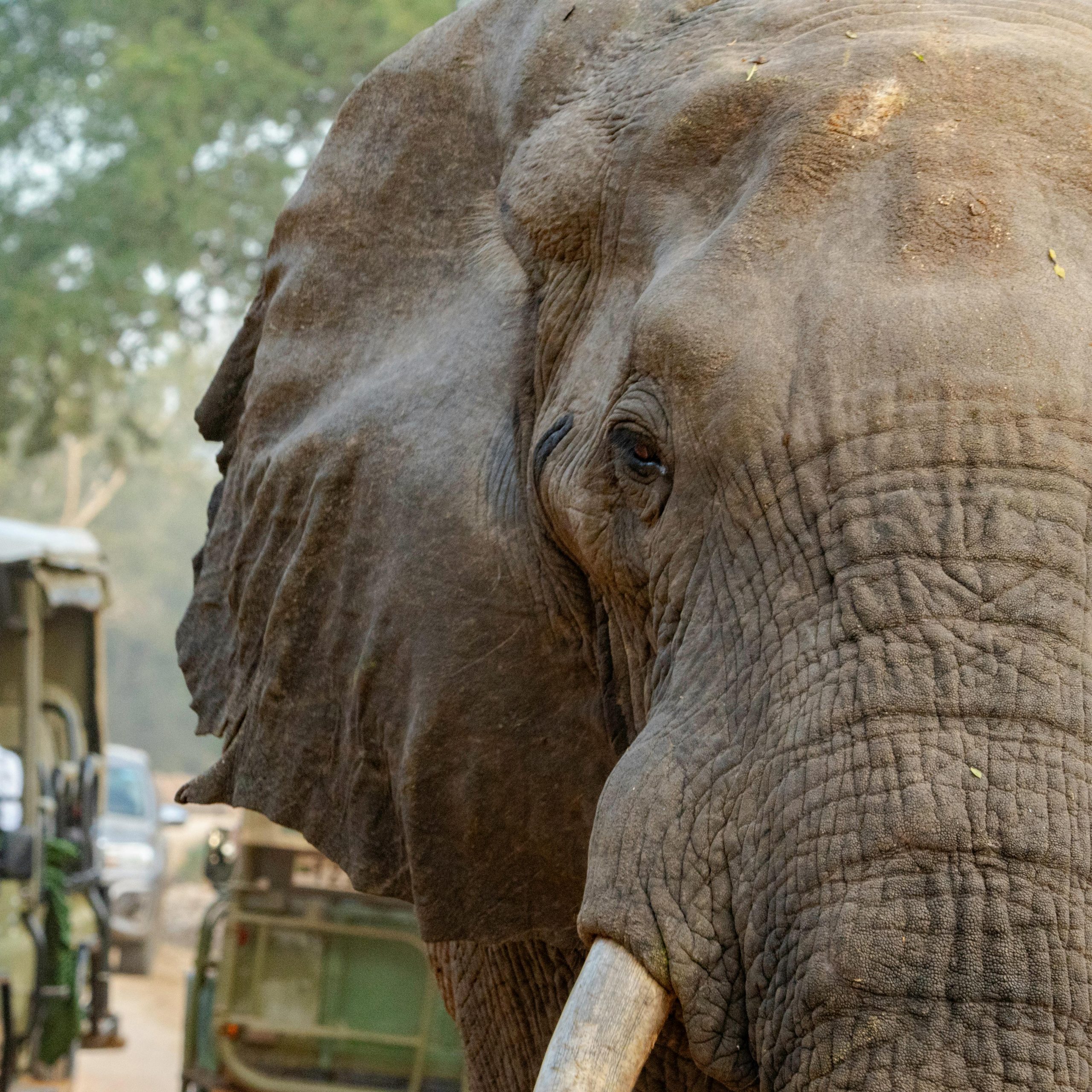 Group Travel vs Independent Travel in Africa: Which is Right for Your Adventure?