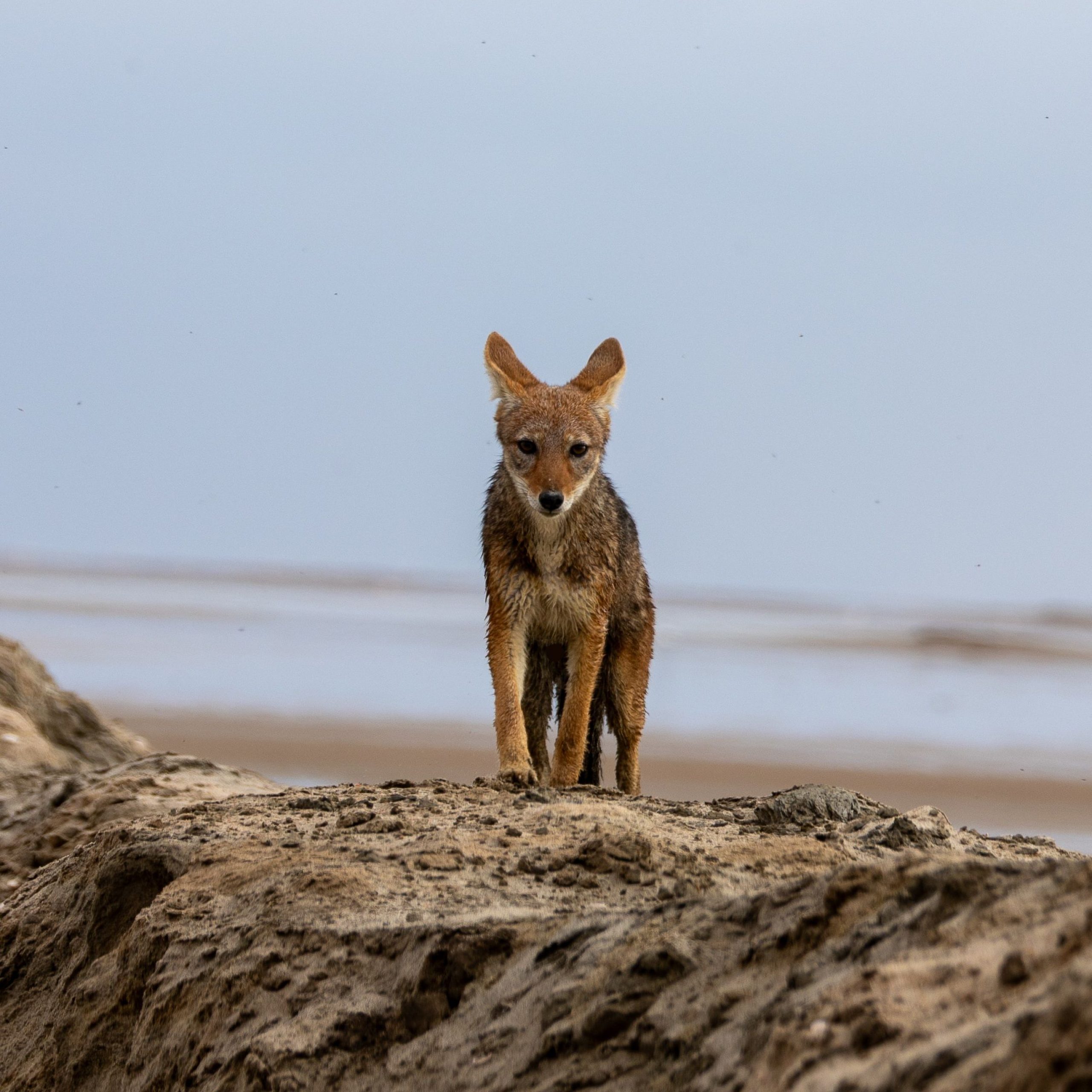 namibia jackal by sea