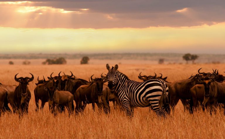 How to choose the best African safari destination for you
