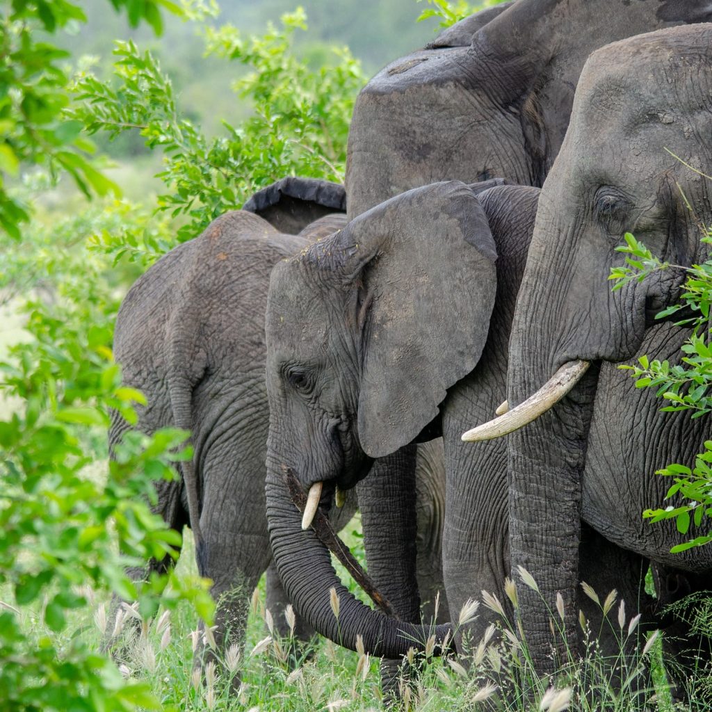 Elephants among green trees in Kruger National Park, South Africa