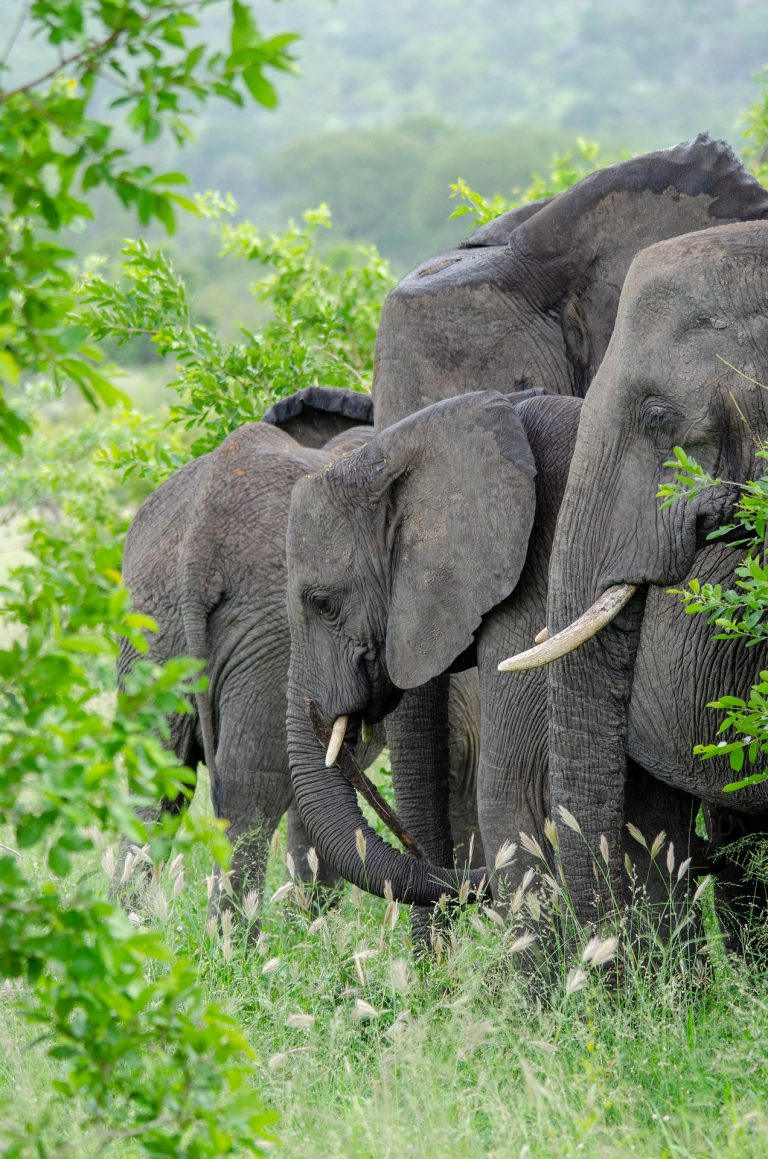 How to travel to Kruger National Park on a budget