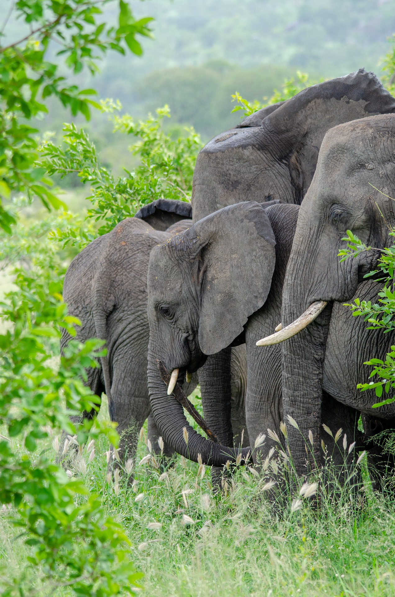 Elephants among green trees in Kruger National Park, South Africa