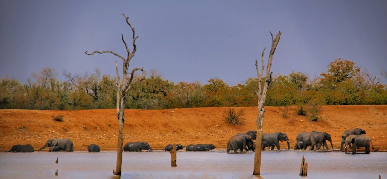 How to travel to Kruger National Park on a budget