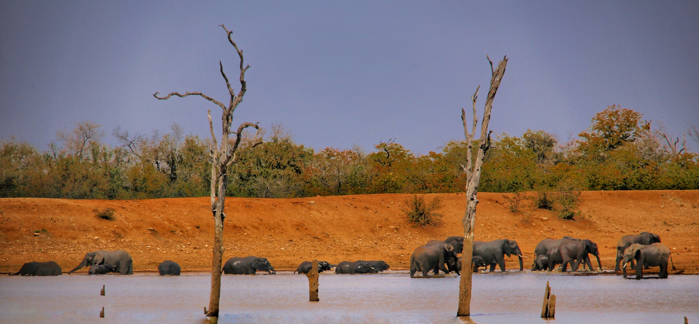 Elephants and hippos in river during dry season in Kruger, South Africa
