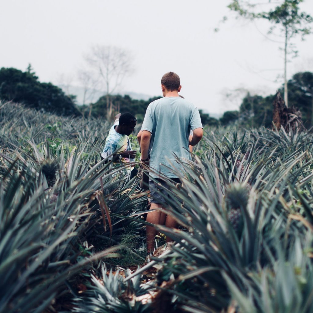 Guide showing tourists pineapple field in Uganda, African safari