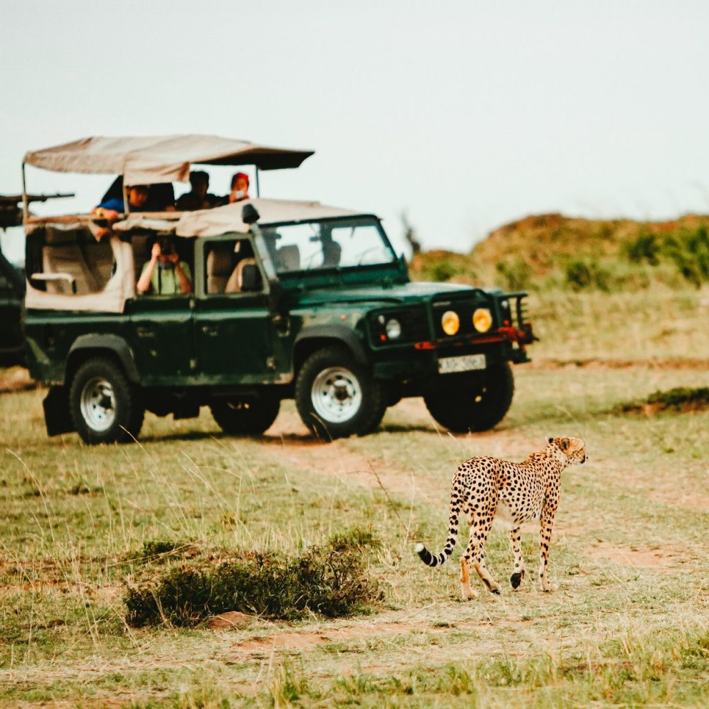 Safri vehicles stopped to admire a cheetah, African safari(1)