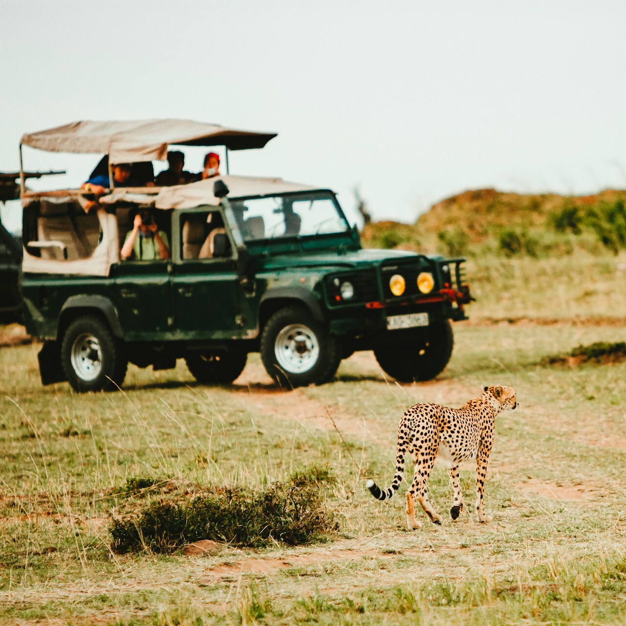 Safri vehicles stopped to admire a cheetah, African safari