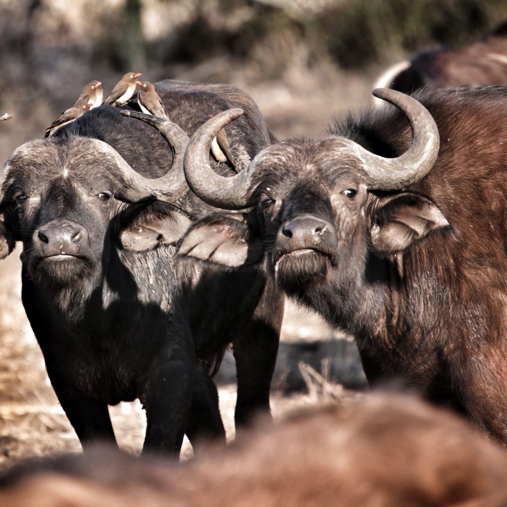 African buffaloes in a herd in South Africa with birds perched on their backs