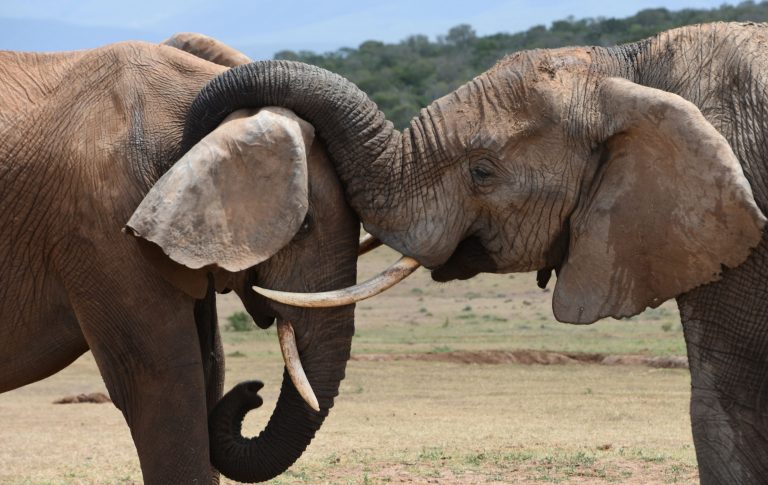 Africa’s Big Five: Where and When to See Them on Safari