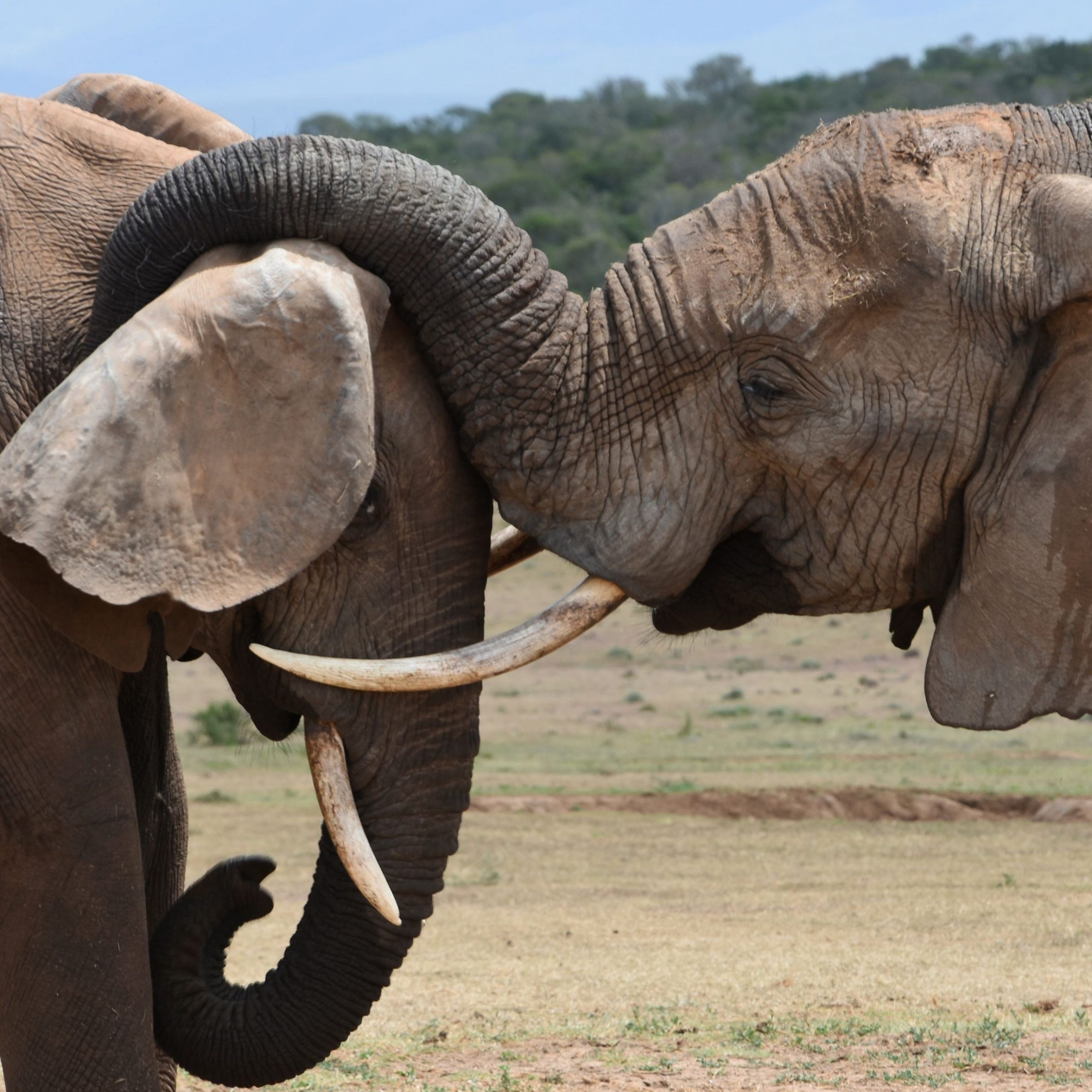 Africa’s Big Five: Where and When to See Them on Safari